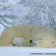 Illustration for article titled Thursidae - Ursus maritimus Edition